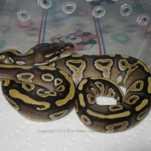 Kira