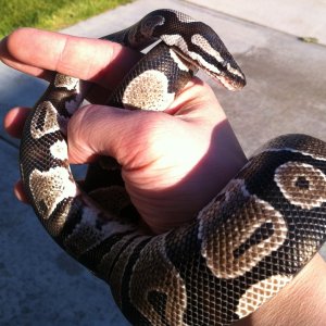 Python ~