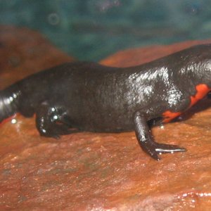 10-28-07-newt-close-up