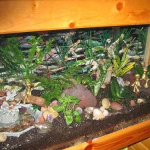 frog-terrarium-2