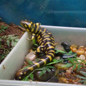 tiger-salamander-and-tank-for-sale_5004105