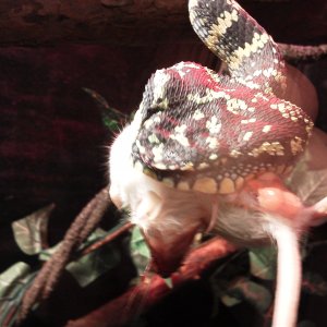 IMG_20111217_164255