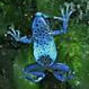 azureus_belly