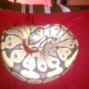 two ball pythons up for trade!!!!!!!