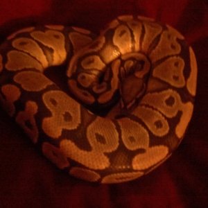 two ball pythons up for trade!!!!!!!