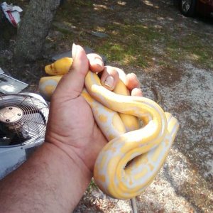albino