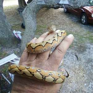 sunfire