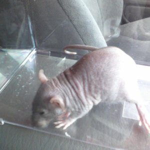 Biscuit the patchwork hairless 1