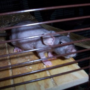 Biscuit the patchwork hairless 2