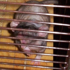 Biscuit the patchwork hairless 3