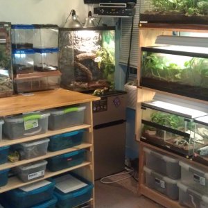 Some of my collection