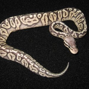 Ball_pythons_170