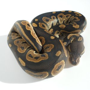 Cinnamon Black Pastel