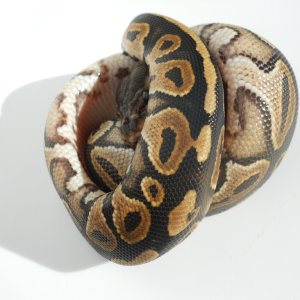 Cinnamon Black Pastel