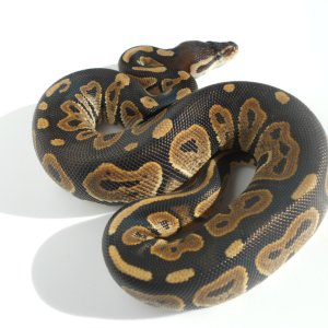 Cinnamon Black Pastel