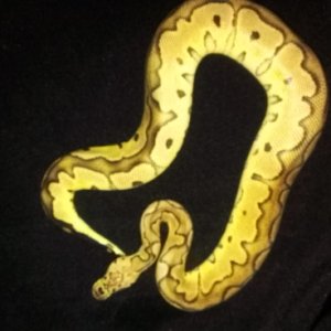 Pastel Clown Male For Sale