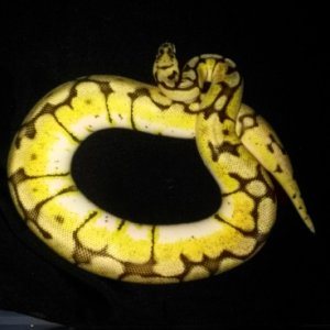 Bumble Bee Female For Sale