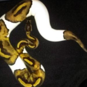 Pied Female for Sale