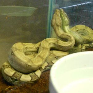 AneryFemale