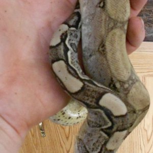 AneryFemale1