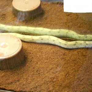 AneryFemale10