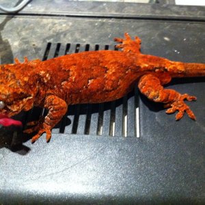 Red gargolye