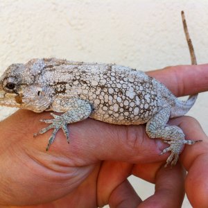 C Barbaratus