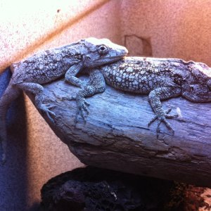 Pair C Barbaratus