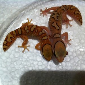 Pair  Diplodactylus.  gallateus
