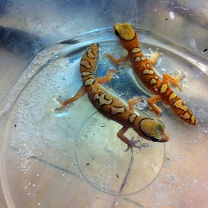 Pair  Diplodactylus.  gallateus