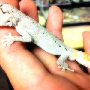 Pair Strophurus ciliaris ciliaris