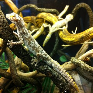 Strophurus ciliaris ciliaris