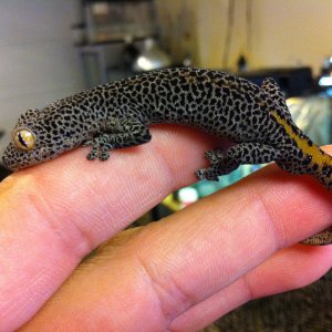 Strophurus taenicauda