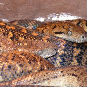 Jamaican boas breeding pair