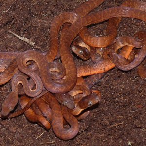 Jamaican boas CB2012