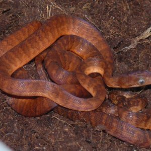 Jamaican boas CB2012