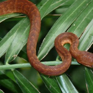 Jamaican boa CB2012