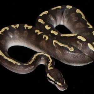 GHI Mojave het Hypo