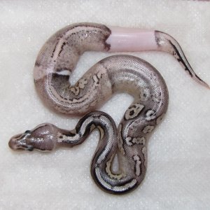 Pewter Pied