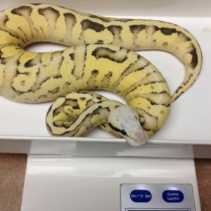 Pastel Vanilla Scream YB