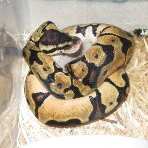 KP2012-01