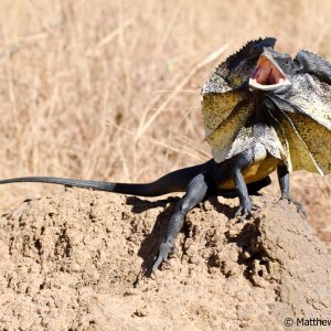 wild Chlamydosaurus kingii