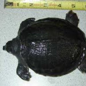 Flying River Turtle