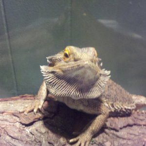 My Beardies