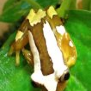 African Clown Reed Frogs