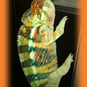 Cham4