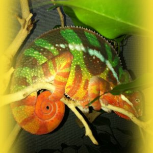 Cham6
