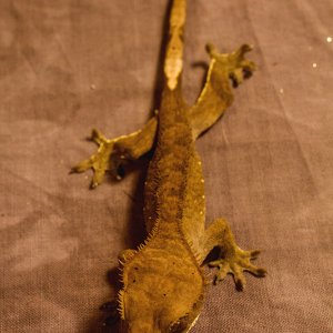 Crested Gecko for sale