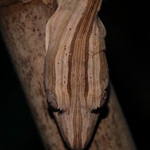 Uroplatus/Lineatus