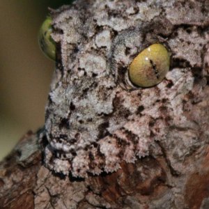 Uroplatus/Sikorae